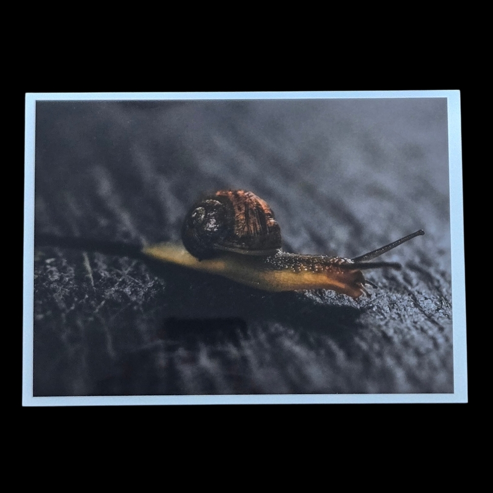 5x7 Snail Photography Print - Moody Nature Wall Art, Glossy Unframed Photo